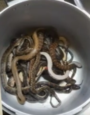 Fresh ingredients preparation